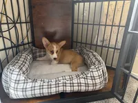Lucy, a female Pembroke Welsh Corgi for sale in Riverside, CA – 2 of 4