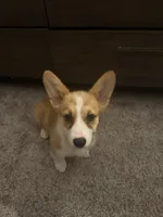 Lucy, a female Pembroke Welsh Corgi for sale in Riverside, CA – 3 of 4