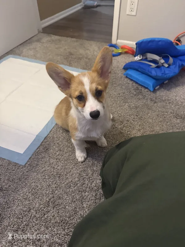 Lucy – Pembroke Welsh Corgi puppy for sale in Riverside, CA