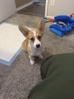 Lucy, a female Pembroke Welsh Corgi for sale in Riverside, CA – 1 of 4
