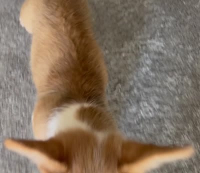 Lucy, a female Pembroke Welsh Corgi for sale in Riverside, CA – 4 of 4