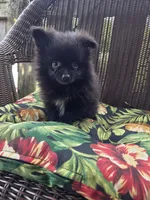 Eggplant , a female Pomeranian for sale in Greentown, PA – 5 of 9