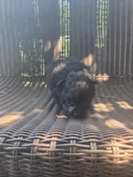 Squash, a male Pomeranian for sale in Greentown, PA – 7 of 8
