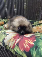 Tomato, a female Pomeranian for sale in Greentown, PA – 1 of 10