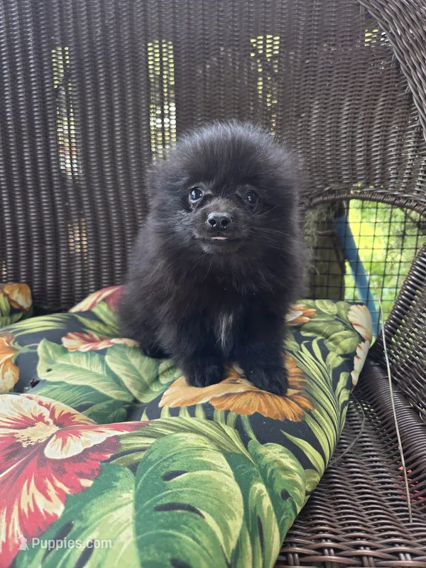 Squash – Pomeranian puppy for sale in Greentown, PA