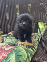Squash, a male Pomeranian for sale in Greentown, PA – 1 of 8