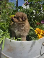 Marigold , a female Pomeranian for sale in Greentown, PA – 6 of 10