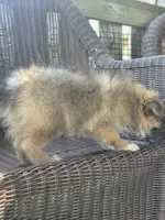 Marigold , a female Pomeranian for sale in Greentown, PA – 4 of 10