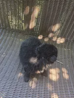 Squash, a male Pomeranian for sale in Greentown, PA – 6 of 8
