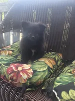 Eggplant , a female Pomeranian for sale in Greentown, PA – 2 of 9