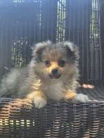 Marigold , a female Pomeranian for sale in Greentown, PA – 5 of 10