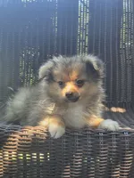 Marigold , a female Pomeranian for sale in Greentown, PA – 3 of 10