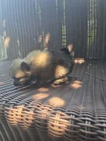 Tomato, a female Pomeranian for sale in Greentown, PA – 7 of 7
