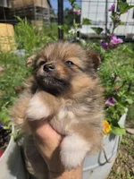 Marigold , a female Pomeranian for sale in Greentown, PA – 4 of 10