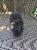 Eggplant , a female Pomeranian for sale in Greentown, PA – 7 of 7