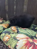 Squash, a male Pomeranian for sale in Greentown, PA – 7 of 8