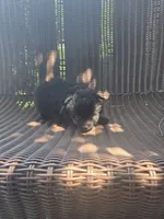 Squash, a male Pomeranian for sale in Greentown, PA – 3 of 8
