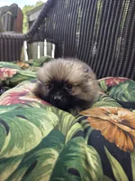 Tomato, a female Pomeranian for sale in Greentown, PA – 2 of 10