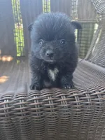 Eggplant , a female Pomeranian for sale in Greentown, PA – 2 of 7