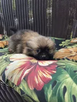 Tomato, a female Pomeranian for sale in Greentown, PA – 3 of 10