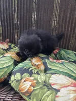 Squash, a male Pomeranian for sale in Greentown, PA – 8 of 8