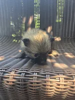 Tomato, a female Pomeranian for sale in Greentown, PA – 3 of 7