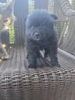 Eggplant , a female Pomeranian for sale in Greentown, PA – 4 of 7