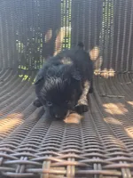 Squash, a male Pomeranian for sale in Greentown, PA – 8 of 8
