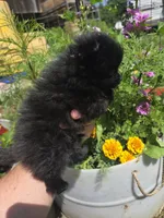Tulip, a female Pomeranian for sale in Greentown, PA – 2 of 9