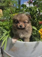 Marigold , a female Pomeranian for sale in Greentown, PA – 1 of 10