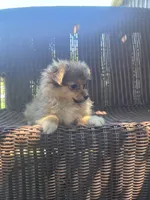 Marigold , a female Pomeranian for sale in Greentown, PA – 2 of 10