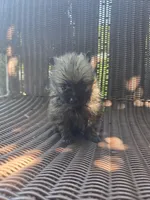 Tomato, a female Pomeranian for sale in Greentown, PA – 6 of 7