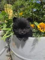 Tulip, a female Pomeranian for sale in Greentown, PA – 5 of 9