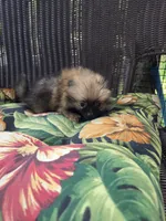 Tomato, a female Pomeranian for sale in Greentown, PA – 5 of 10