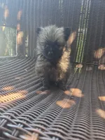 Tomato, a female Pomeranian for sale in Greentown, PA – 5 of 7