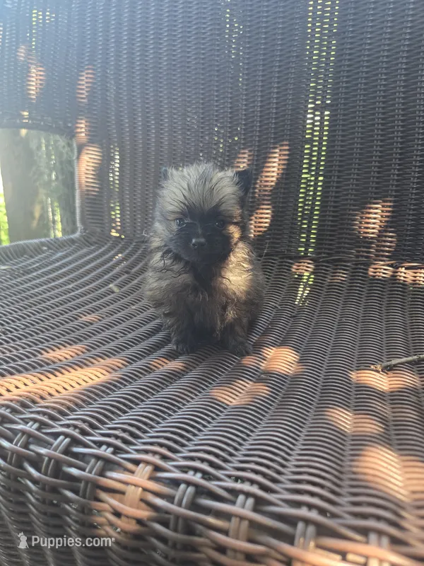 Tomato – Pomeranian puppy for sale in Greentown, PA