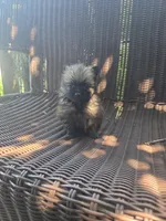 Tomato, a female Pomeranian for sale in Greentown, PA – 1 of 7