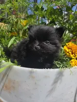 Tulip, a female Pomeranian for sale in Greentown, PA – 6 of 9