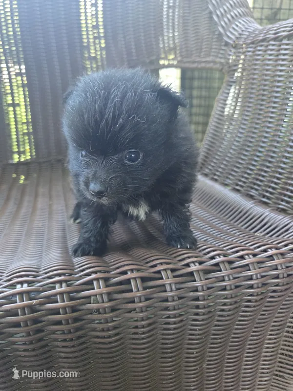 Eggplant  – Pomeranian puppy for sale in Greentown, PA