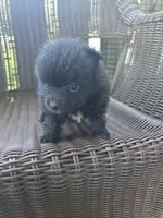 Eggplant , a female Pomeranian for sale in Greentown, PA – 1 of 7