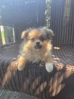 Marigold , a female Pomeranian for sale in Greentown, PA – 8 of 10