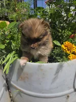 Marigold , a female Pomeranian for sale in Greentown, PA – 7 of 10