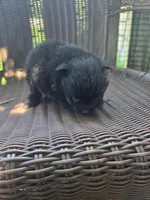 Eggplant , a female Pomeranian for sale in Greentown, PA – 5 of 7
