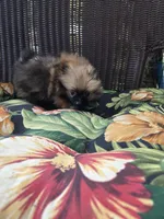 Tomato, a female Pomeranian for sale in Greentown, PA – 8 of 10