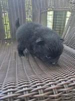 Eggplant , a female Pomeranian for sale in Greentown, PA – 6 of 7