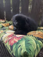 Squash, a male Pomeranian for sale in Greentown, PA – 5 of 8
