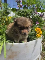 Marigold , a female Pomeranian for sale in Greentown, PA – 9 of 10