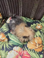 Tomato, a female Pomeranian for sale in Greentown, PA – 6 of 10