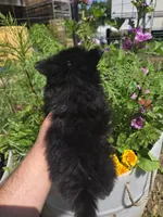 Tulip, a female Pomeranian for sale in Greentown, PA – 9 of 9