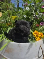 Tulip, a female Pomeranian for sale in Greentown, PA – 4 of 9